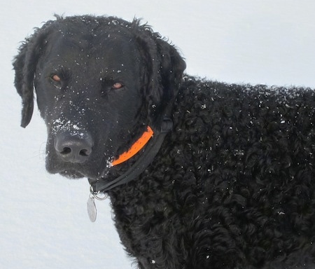 Close Up - Reuben the Curly-Coated Retriever is standing outside in snow wearing a bright orange collar. There is snow all over his face and back